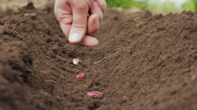 Farmer's hand planting a seed in the soil