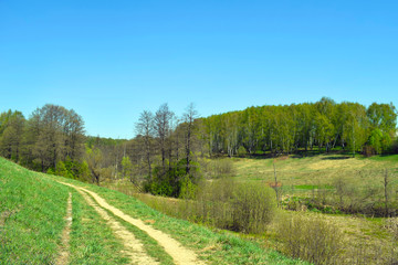 Grassy road, green hills, birch forest and blue sky. Spring or summer landscape.