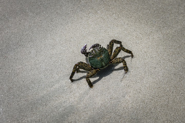 Ocean crab