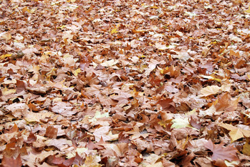 brown and dry fallen leaves
