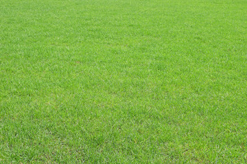 Green grass texture. Fresh spring background. Lawn, meadow or field.