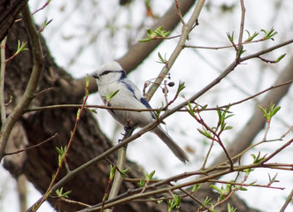 The azure tit (Cyanistes cyanus) sits on a branch in early spring in the forest. Forest white bird