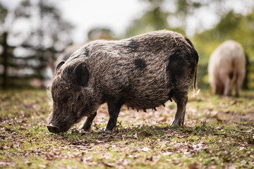 Dark Hog Grubbing in a Yard