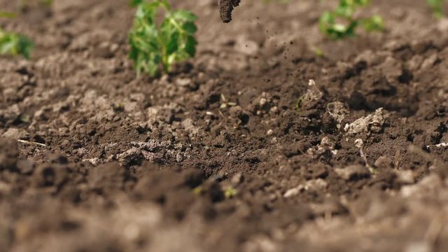 Farmer with a pickaxe makes a hole in the ground