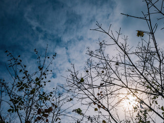 silhouette Tree branch with Beautiful Blue Sky and Sunlight on the mountain in the autumn Season