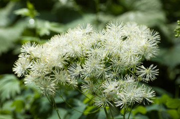White Flowers