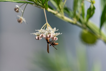 balloon cotton bush flower and Paper wasp