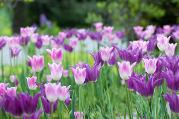 Purple Tulips