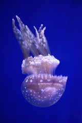 Fototapeta na wymiar Spotted Jelly against a blue background in a aquarium