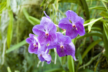 purple flower