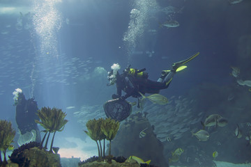 Aquarium divers during maintenance - obrazy, fototapety, plakaty