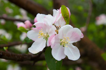  inflorescence of apple tree