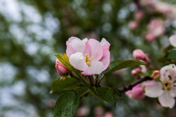  inflorescence of apple tree