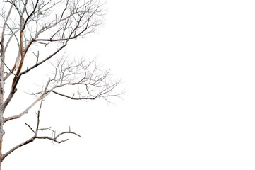 Dry twigs, dry trees on a white background Object concept