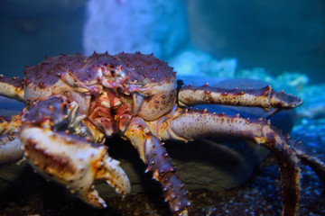 Mouth parts of a Red Alaskan King Crab in an aquarium