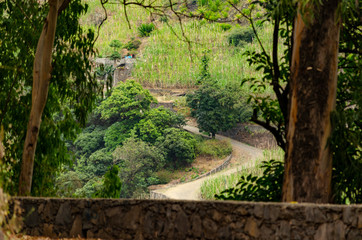 Path in the forest on Santo-Antao, Cape Verde
