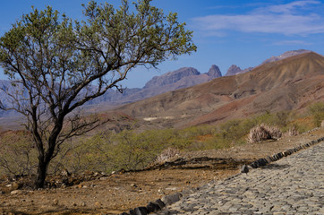 Tree in desert, Santo-Antao, Cape Verde