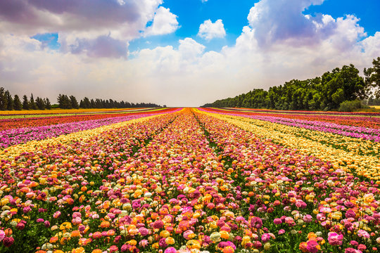  The concept of modern industrial floriculture