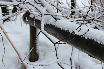 forest closed to Chamonix (Alpes - France)