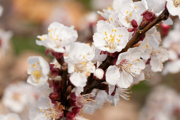 Apricot flower on the branch of the tree