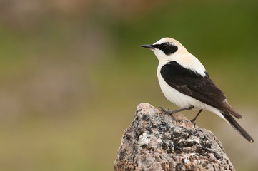 Obraz premium Black-eared Wheatear - Oenanthe hispanica perched on a rock