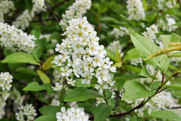 Bird cherry branch (Prunus padus) with white flowers. Prunus, hackberry, hagberry, or Mayday tree blooms in the forest in spring.