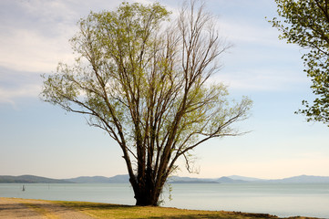 the tree on the lake and the mountain panorama