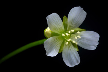 Fototapeta na wymiar Venus Flytrap Flower, flowering Dionaea muscipula