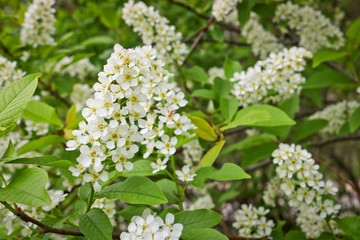 Bird cherry branch (Prunus padus) with white flowers. Prunus, hackberry, hagberry, or Mayday tree blooms in the forest in spring.