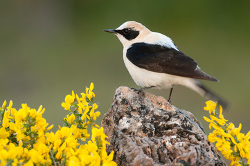 Black-eared Wheatear - Oenanthe hispanica perched on a rock with flowers in its natural habitat