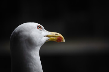 Cabeza de gaviota expresión enamorada pensativa  sobre fondo oscuro