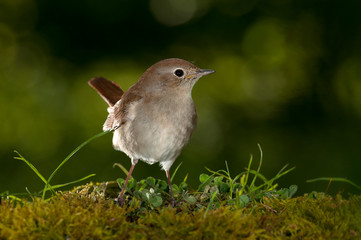 common Nightingale - Luscinia megarhynchos portrait