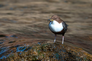 Dipper - Cinclus cinclus single bird on rock with food in its beak