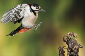 Flying Great Spotted Woodpecker - Dendrocopos major