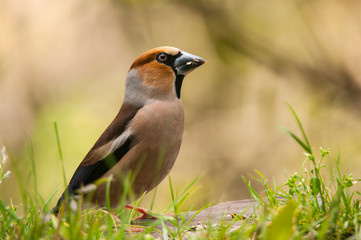 Hawfinch grosbeak - Coccothraustes coccothraustes in the grass eating