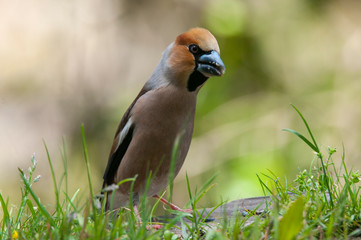 Hawfinch grosbeak - Coccothraustes coccothraustes in the grass eating