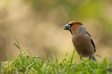 Hawfinch grosbeak - Coccothraustes coccothraustes in the grass eating