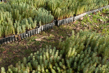 Pine tree nursery for reforestation - Pinus pinea