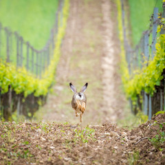 Running Hare in a vineyard