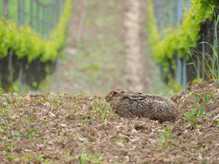 Naklejka na ściany i meble Hare in a vineyard