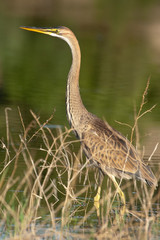 Purple heron in natural habitat - ardea purpurea