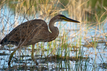 Purple heron in natural habitat - ardea purpurea
