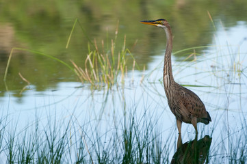 Purple heron in natural habitat - ardea purpurea