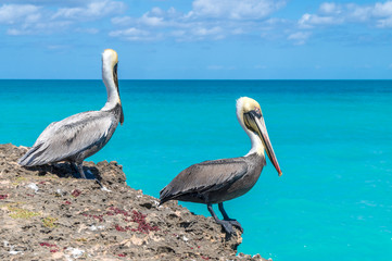 Pelicans sitting on the sea cliff