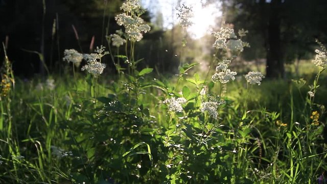 Close up ecology nature landscape. Flowering green forest on spring sunset light. Macro shot of ground in the city park. Blurred forest background with copy space.
