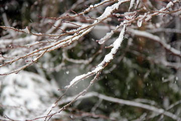 forest closed to Chamonix (Alpes - France)