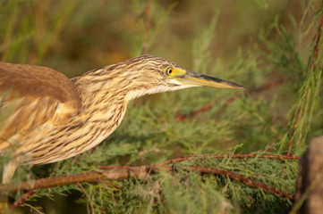 Squacco Heron - Ardeola ralloides portrait in its natural habitat
