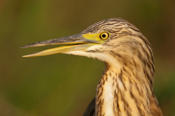 Squacco Heron - Ardeola ralloides portrait in its natural habitat