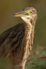 Squacco Heron - Ardeola ralloides portrait in its natural habitat