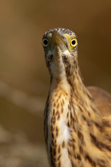 Squacco Heron - Ardeola ralloides portrait in its natural habitat